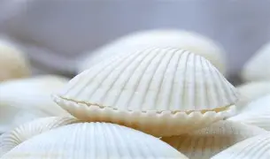 贝林厄姆女友是谁